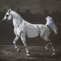 Grey Arabian Horse, pastel, 50x60xcm, based on the photo made by Ewa Imielska-Hebda